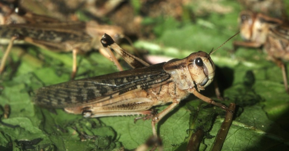 Do Locusts Have a Supernatural Meaning in the Bible?